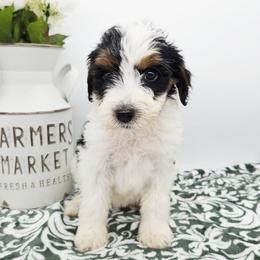 Rose - Black and white female Bernedoodle puppy in Granton, Wisconsin from Rose River Farms