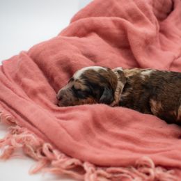 Birdie light blue boy - Merle male Goldendoodle puppy in Lafayette, Alabama from Sweethaven Kennels