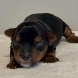 Sailor 3 - Blue and gold male Yorkshire Terrier puppy in Los Angeles, California from 818 Yorkies