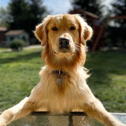Copper - Golden Retriever