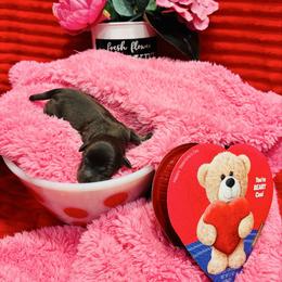 Romeo - Liver male Miniature Schnauzer puppy in Alabama from Little River Miniature Schnauzers