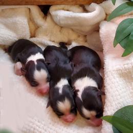 Miniature Australian Shepherd Puppies from Barnyard Mini Aussies