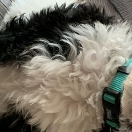 Bernedoodles and Goldendoodles from Valley View Doodles