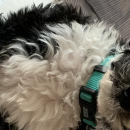 Bernedoodles and Goldendoodles from Valley View Doodles