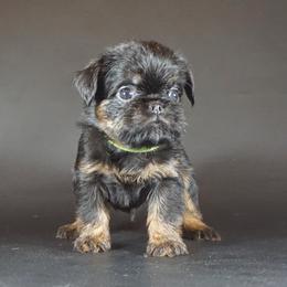 Green Collar - Black and tan male Brussels Griffon puppy in Florida from Robin’s Griffons