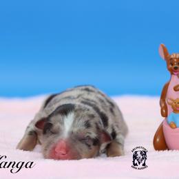 Kanga - Blue merle female Miniature Australian Shepherd puppy in Weeki Wachee, Florida from Arlington's Mini Aussies