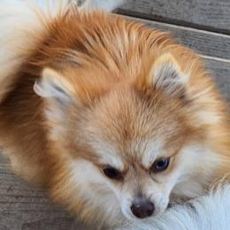 Cooper - Pomeranian