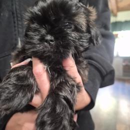 Koa - Black female Shih Tzu puppy in Green Valley Lake, California from All American Shih Tzu Puppies
