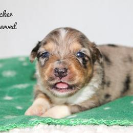 Tucker - Blue merle male Australian Shepherd puppy in Crane, Missouri from Westrip Angus & Aussies