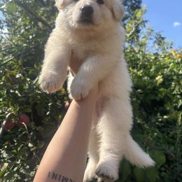 Yellow Collar - White female German Shepherd puppy in Sylvania, Ohio from Mitso Shepherds