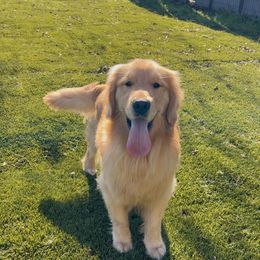 Bear - Golden Retriever