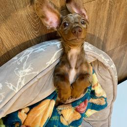 Dachshund All Grown Up from BlackPine Kennels