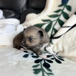 Foxy - Wolf sable female Pomsky puppy in Doon, Iowa from Luxury Pomsky