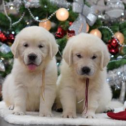 Golden Retriever Puppies from OC Goldens