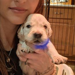 Blue collar - Light golden male Golden Retriever puppy in Waynesburg, Ohio from Avalon English Retrievers