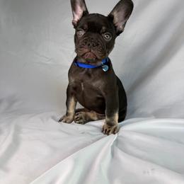 Alexander - Black and tan male French Bulldog puppy in Lehi, Utah from Kellysbulldogs