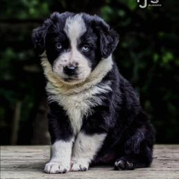 Zag - Black tri-color male Australian Shepherd puppy in Pomeroy, Ohio from HJ's Aussies