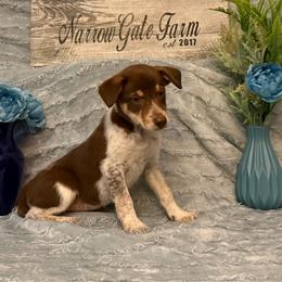 Millie May - White and red female Border Collie puppy in Moody, Texas from Narrow Gate Farm