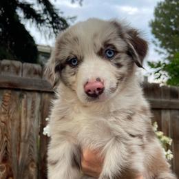 Ziti - Red merle male Miniature Australian Shepherd puppy in Fort Collins, Colorado from Basil’s Sweet Creatures