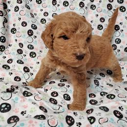 Goldendoodle Puppies from Austin Doodles & Poodles