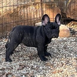 French Bulldog Puppies from Peche Mignon French Bulldogs