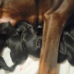 Girl 1 - female Doberman Pinscher puppy in Vale, North Carolina from Von Katzenstein Kennel