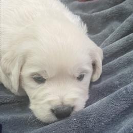 Golden Retriever Puppies from Prim Family Goldens