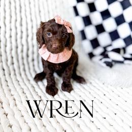 Wren - Chocolate female Goldendoodle puppy in Springville, Utah from Happy Doodle