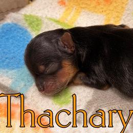 Thachary - Black and gold male Yorkshire Terrier puppy in Baker, West Virginia from Majestic Mountain Yorkies
