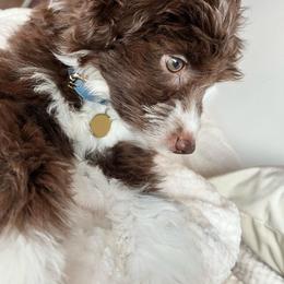 Aussiedoodle, Bernedoodle, and Goldendoodle Puppies from Johnson's Doodles