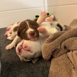 Border Collie Puppies from The Wood Farm