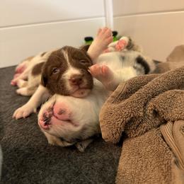 Border Collie Puppies from The Wood Farm