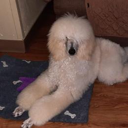 Lu Lu AKC - Poodle