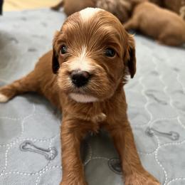 Huck - Red male Cavapoo puppy in Glendale, Arizona from Dashing Dogs