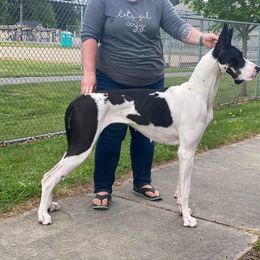 Great Dane All Grown Up from Evergreen Danes