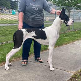 Great Dane All Grown Up from Evergreen Danes