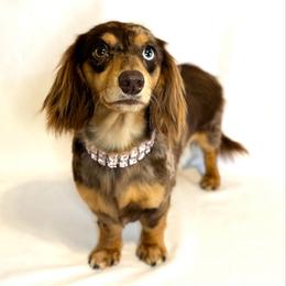 Hazel - Dachshund