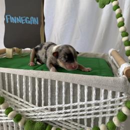 Finnegan - Blue merle male Australian Shepherd puppy in Weeki Wachee, Florida from Ace of Spades Australian Shepherds