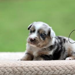 Nitro - Blue merle male Miniature Australian Shepherd puppy in Prague, Oklahoma from Clay Creek Aussies