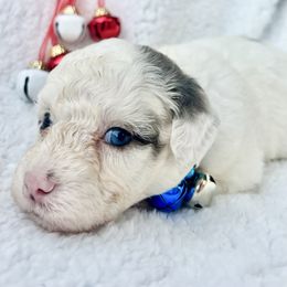 MUFFIN - Merle female Bernedoodle puppy in Houston, Texas from Pia’s Doodle Poodle Wag