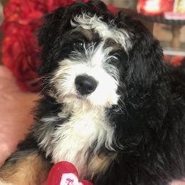 Shelby - Bernedoodle