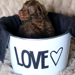 Labradoodle and Labrador Retriever Puppies from Moore than Dogs