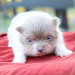 Rusty,lavendar tri - Lavender male Pomeranian puppy in Bremen, Indiana from AMS Pomeranians and Pomskies in Indiana