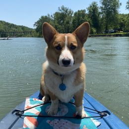 Blaze - Pembroke Welsh Corgi