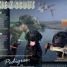 Labrador Retrievers from Dixie Creek Labradors