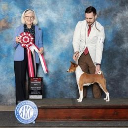 Basenjis from Malachite Basenjis