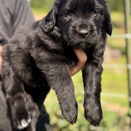 Reba McEntire - Black female Newfoundland puppy in Tully, New York from Bear Paw Newfoundlands