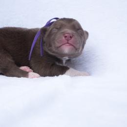Laurel (Purple Collar) - Red and white female Siberian Husky puppy in Warwick, Rhode Island from Young Orchard Siberians