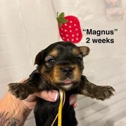 Magnus - Black and tan male Yorkshire Terrier puppy in Forest, Virginia from Majestic Touch Kennels and Pet Services