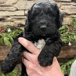 Australian Labradoodle Puppies from Catskill Country Labradoodles
